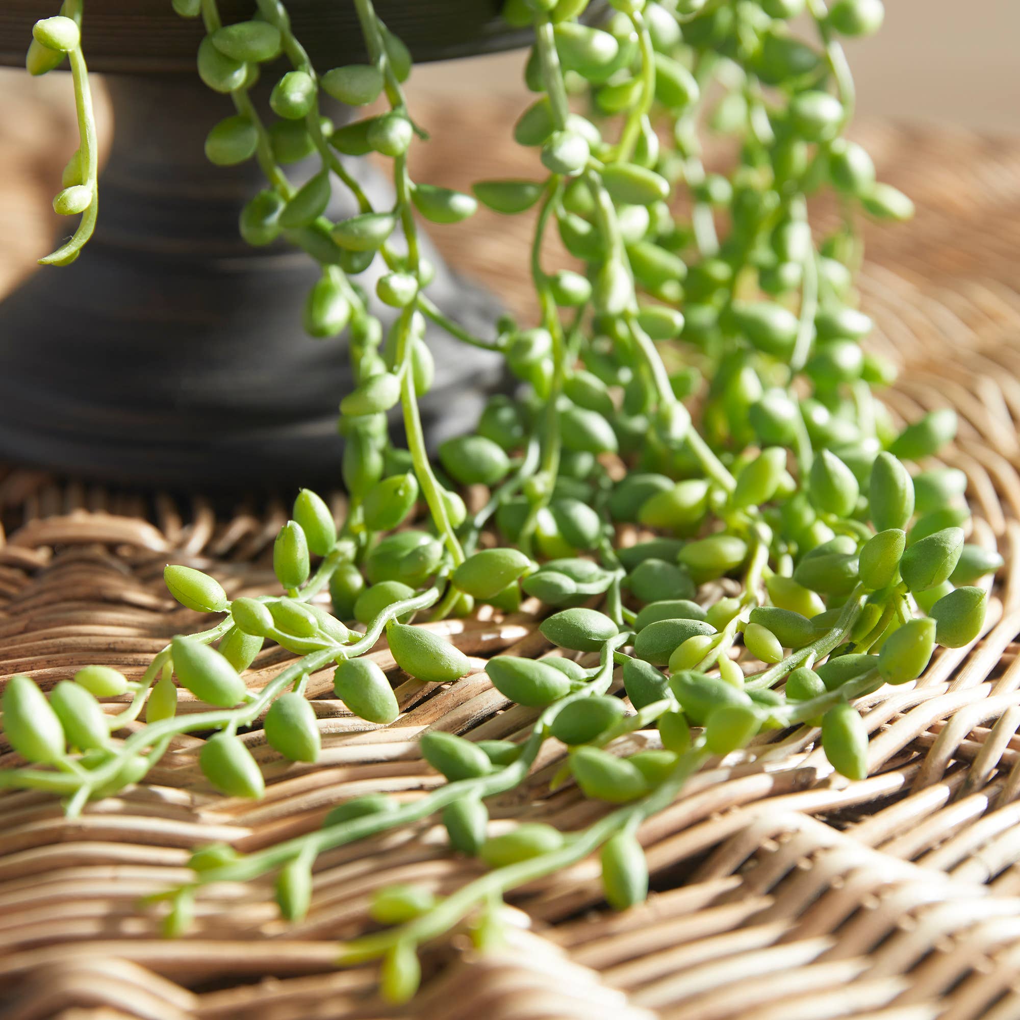 String Of Pearls Drop-In
